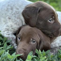 German Shorthaired Pointers from Prairie Dreams Farm