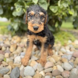 Blue Collared Male - Black and tan male Airedale Terrier puppy in Marshallville, Ohio from Anne's Pups