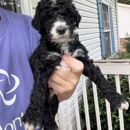 Goldendoodle Puppies from Crowders Creek Doodles