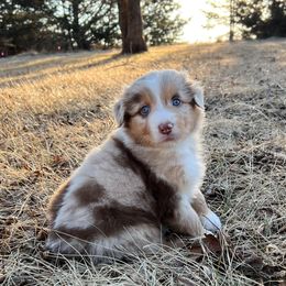 Australian Shepherd Puppies from HomeGrown Aussies