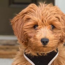 Goldendoodles from Forever Snuggly Goldendoodles