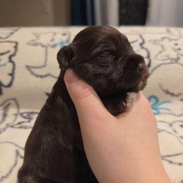 Bartlett - Liver female Miniature Schnauzer puppy in Graham, Washington from Olivia's Miniature Schnauzer's