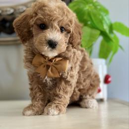 Claus - Apricot male Poodle puppy in Adolphus, Kentucky from Deerly Poodles