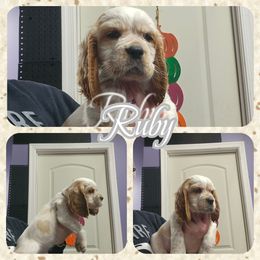 Ruby - Lemon and white female English Springer Spaniel puppy in Westover, Maryland from Sterling's springer Haven