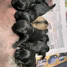 Miniature Schnauzer Puppies from Circle R Ranch