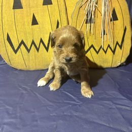 Girl 3 - Apricot female Goldendoodle puppy in Maumee, Ohio from Bell's Doodles