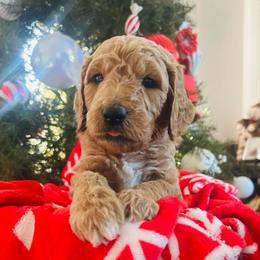 Boy 5 - Apricot male Goldendoodle puppy in San Diego, California from Southside Doodles