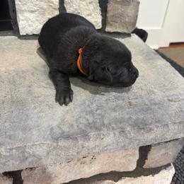 Orange- Boy - Black male Labrador Retriever puppy in Monticello, Kentucky from Cody Sullivan