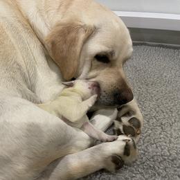 Labrador Retriever Puppies from Pea Ridge Labradors