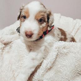 Australian Shepherd Puppies from Lake Daze