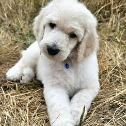 Goldendoodle, Golden Retriever, and Poodle Puppies from Oregon's Oodles of poodles & doodles