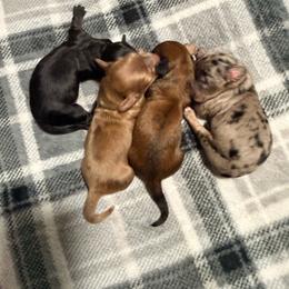 Dachshund puppies from Dippin’ Dachs mini dachshunds
