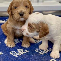 Girl 3 - Red female Australian Labradoodle puppy in Bend, Oregon from High Desert Labradoodles