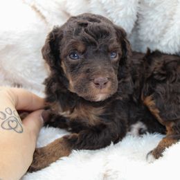 Milky Way - Phantom male Poodle puppy in Mount Sterling, Kentucky from Curly Country Poodles
