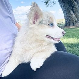 Lotty - Blue merle and white female American Corgi puppy in Bloomfield, Iowa from Beebe’s Corgis | Seven B Corgi Co