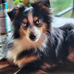 Waylon - Miniature Australian Shepherd