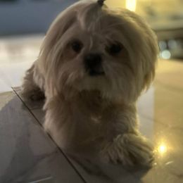 Alaska - Shih Tzu