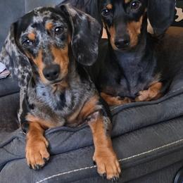 Chiwis - Dachshund