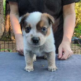 Brienne - Red speckled female Australian Cattle Dog puppy in Rogue River, Oregon from FullMoon Cattle Dogs