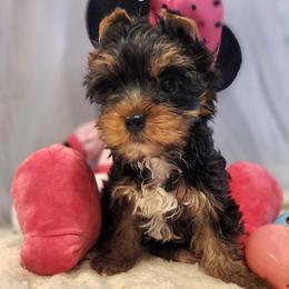HL blue girl - Blue and gold female Yorkshire Terrier puppy in Alburnett, Iowa from Hobbs Shire Yorkies