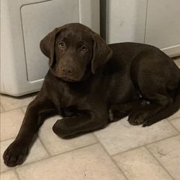 Labrador Retriever Puppies from Coram Deo Retrievers