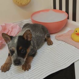 Australian Cattle Dog and Boxer Puppies from Wahachee Creek Kennel
