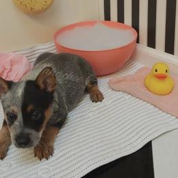 Australian Cattle Dog and Boxer Puppies from Wahachee Creek Kennel