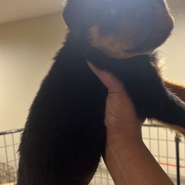 French Bulldog and Rottweiler Puppies from MBArotties_frenchies