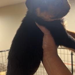 French Bulldog and Rottweiler Puppies from MBArotties_frenchies