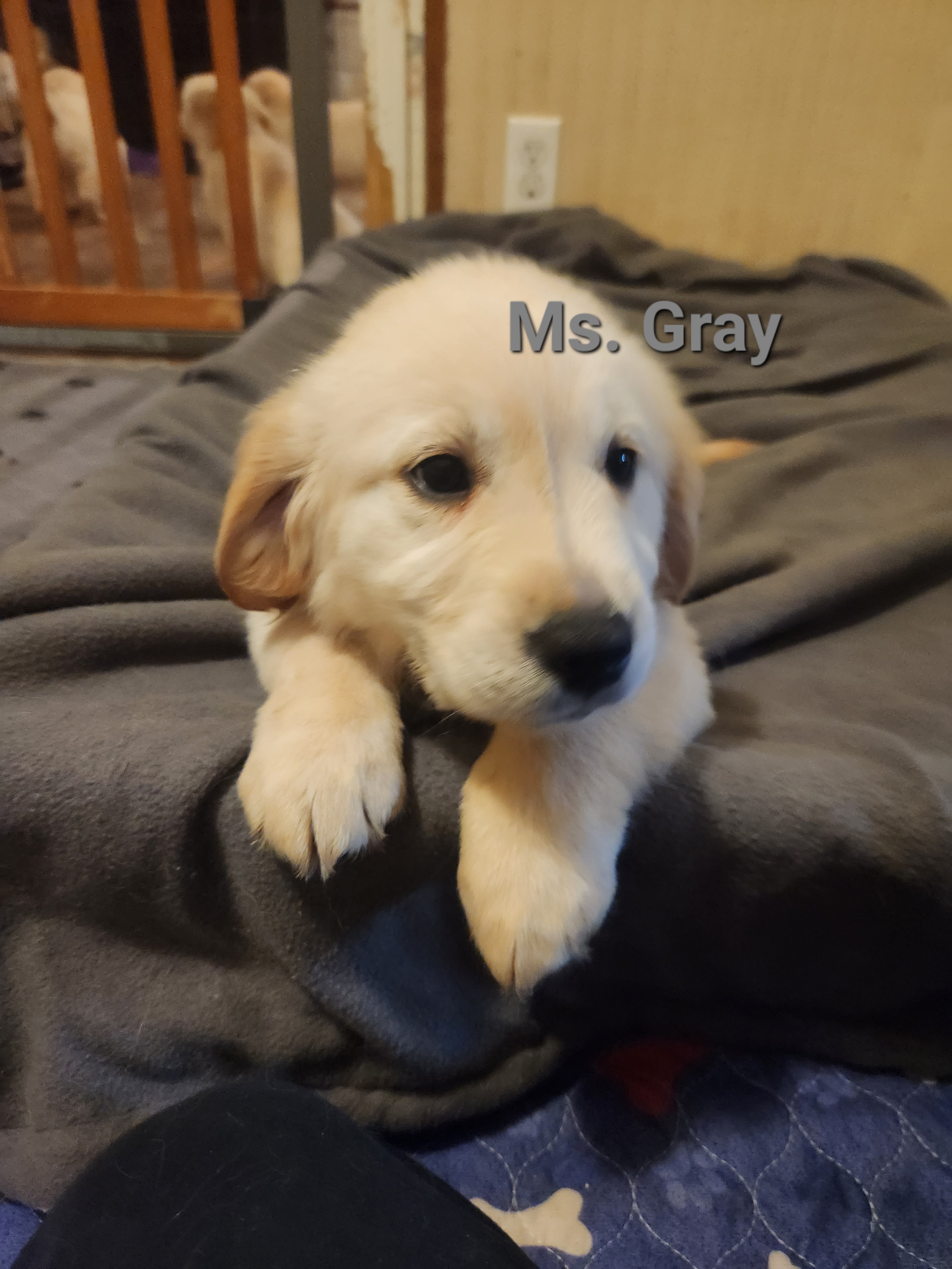 Golden Retriever Puppies from Halo Kennels