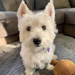 West Highland White Terrier puppies from Tiffany's Papillons