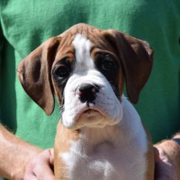 Boy 1 - Boxer puppy in Ellensburg, Washington from Savvy Boxers Seattle