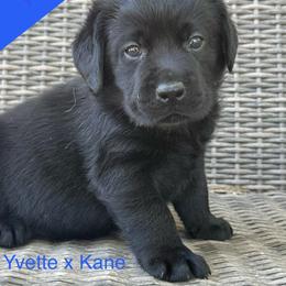 Boy 3 - Black male Labrador Retriever puppy in Wilson’s, Virginia from Cedar Hill Farm Labradors