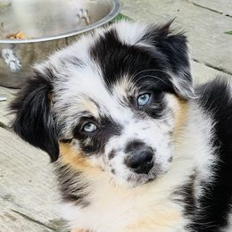Echo - Australian Shepherd