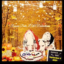 Dalmatian Puppies from Rainier DALS LUA Dalmatians of Washington