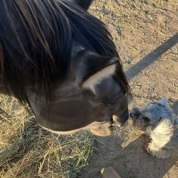 Miniature Schnauzer Puppies from Snowflake Schnauzers