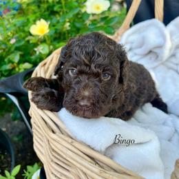 Bingo - Chocolate female Goldendoodle puppy in Taylorsville, Georgia from Sweet Southern Doodles
