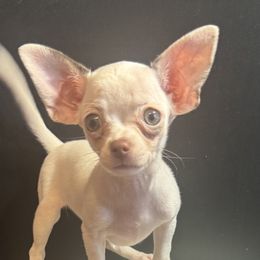 Lil Bit - Blue and white female Chihuahua puppy in Polo, Missouri from Blue Tails Farm