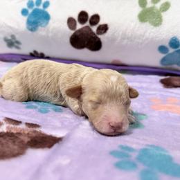 Willow - Buff female Cockapoo puppy in Clarks Summit, Pennsylvania from M&M Cockapoos