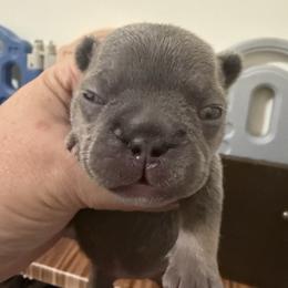 Merry - Blue female French Bulldog puppy in Lakeland, Florida from Fur Love And Puppies
