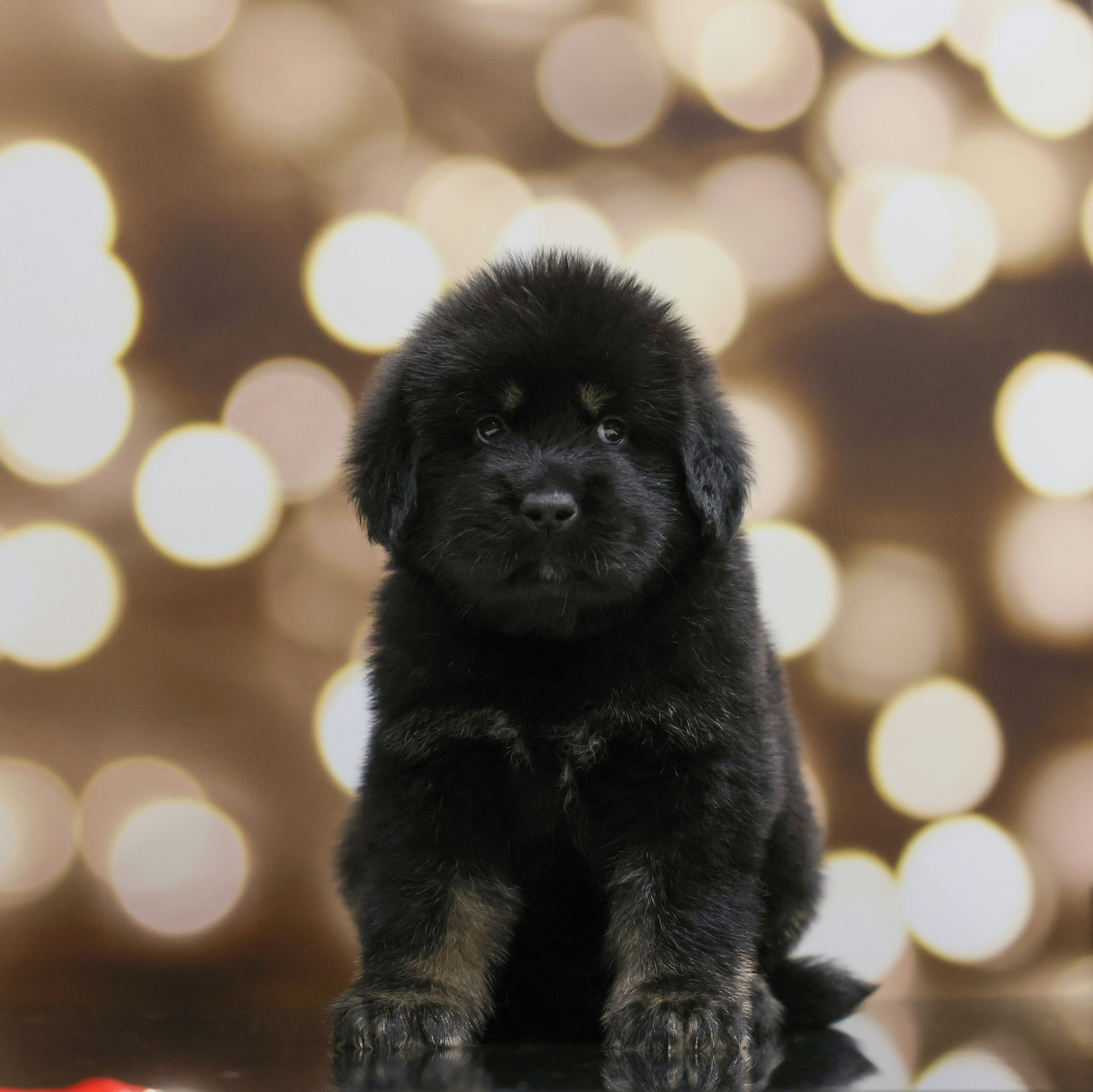 Boy 2 - Tibetan Mastiff puppy from Adynasty Tibetan Mastiffs