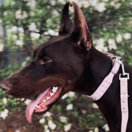 Jewels - Doberman Pinscher