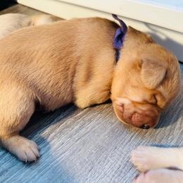 Purple Girl - Yellow female Labrador Retriever puppy in Rock Hill, South Carolina from North Star Retrievers