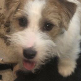 Renny - White and tan Russell Terrier puppy in Oxnard, California from Awesome Pups