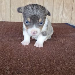 American Corgi and Pembroke Welsh Corgi Puppies from Sunray Ranch