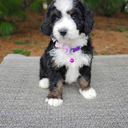 Rosie - Tri-color female Bernedoodle puppy in Port Orange, Florida from Royal doodles of Florida