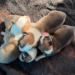Girl 1 - Red female Pembroke Welsh Corgi puppy in Helmville, Montana from Calie’s Corgis