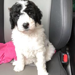 Lake Road Doodles breeder of Goldendoodle