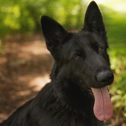 GATA EUROPEAN K9 TRAINING BASE - German Shepherd