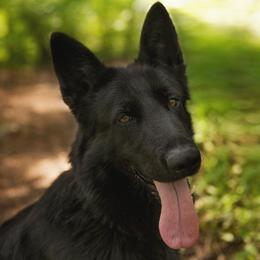GATA EUROPEAN K9 TRAINING BASE - German Shepherd